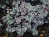 urawka Heuchera 'Plum Royale'